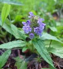 Attēlu rezultāti vaicājumam “Prunella vulgaris”