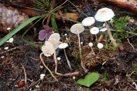 Attēlu rezultāti vaicājumam “Collybia tuberosa”