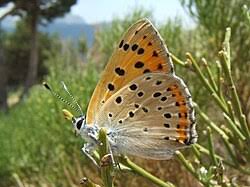 Attēlu rezultāti vaicājumam “Lycaena alciphron”