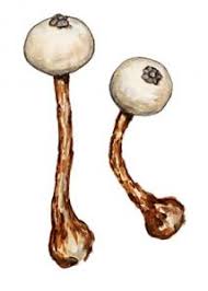 Attēlu rezultāti vaicājumam “Tulostoma fimbriatum”