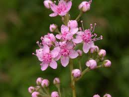 Attēlu rezultāti vaicājumam “Spiraea salicifolia flower”
