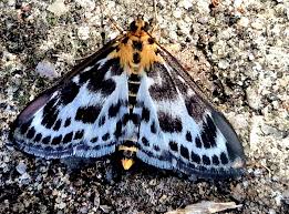 Attēlu rezultāti vaicājumam “Anania hortulata”