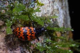 Attēlu rezultāti vaicājumam “Erotylidae”