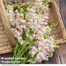 Image result for Antirrhinum majus maximum