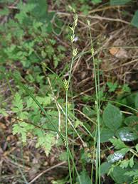 Attēlu rezultāti vaicājumam “Carex remota leaf”