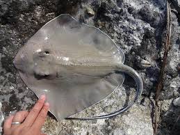 Image result for Hypanus say