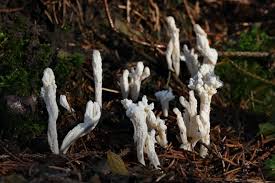 Attēlu rezultāti vaicājumam “Clavulina rugosa”