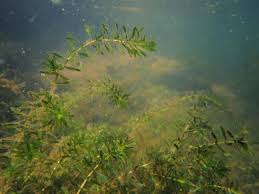 Attēlu rezultāti vaicājumam “Elodea canadensis”