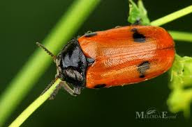 Attēlu rezultāti vaicājumam “Clytra quadripunctata”