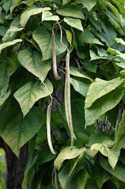 Attēlu rezultāti vaicājumam “Catalpa ovata fruit”