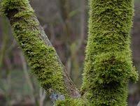 Attēlu rezultāti vaicājumam “Metzgeria violacea”