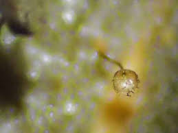 Attēlu rezultāti vaicājumam “Cribraria oregana”