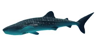 Image result for Rhincodon typus