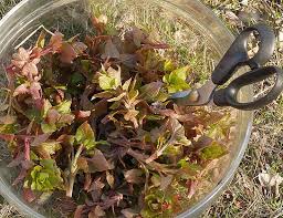 Attēlu rezultāti vaicājumam “Allium scorodoprasum leaf”