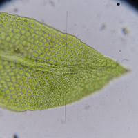 Attēlu rezultāti vaicājumam “Fissidens arnoldii”