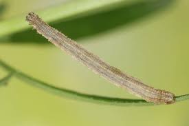 Attēlu rezultāti vaicājumam “Idaea serpentata”