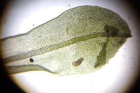 Attēlu rezultāti vaicājumam “Syntrichia latifolia”