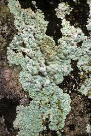 Attēlu rezultāti vaicājumam “Lepraria”