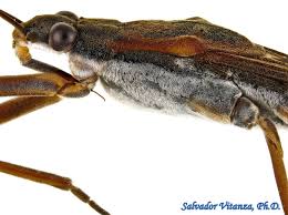 Attēlu rezultāti vaicājumam “Gerridae imago”