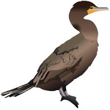 Image result for Phalacrocorax auritus