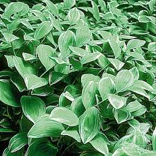Attēlu rezultāti vaicājumam “Polygonatum multiflorum  leaf”