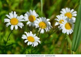 Attēlu rezultāti vaicājumam “Leucanthemum vulgare flower”