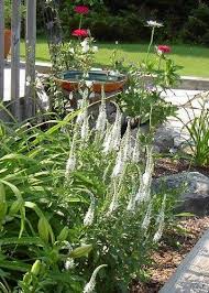 Attēlu rezultāti vaicājumam “Veronica spicata fruit”