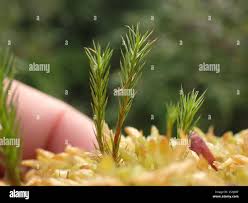 Attēlu rezultāti vaicājumam “Polytrichum strictum”