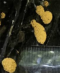 Attēlu rezultāti vaicājumam “Oligonema flavidum”