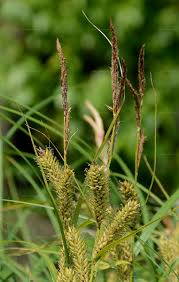 Attēlu rezultāti vaicājumam “Carex atherodes”