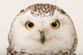 Image result for Bubo scandiacus