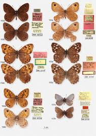 Attēlu rezultāti vaicājumam “Lasiommata petropolitana”