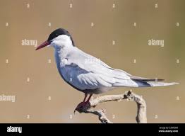 Attēlu rezultāti vaicājumam “Chlidonias hybrida adult”