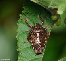 Attēlu rezultāti vaicājumam “Pinthaeus sanguinipes”
