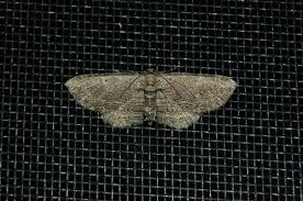 Attēlu rezultāti vaicājumam “Horisme vitalbata”