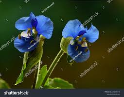 Attēlu rezultāti vaicājumam “Commelina coelestis”