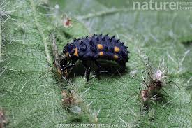 Attēlu rezultāti vaicājumam “Coccinella septempunctata larva”