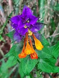 Attēlu rezultāti vaicājumam “Melampyrum nemorosum flower”