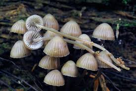 Attēlu rezultāti vaicājumam “Mycena stipata”