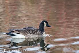 Attēlu rezultāti vaicājumam “Branta canadensis adult”