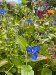 Attēlu rezultāti vaicājumam “Commelina coelestis flower”