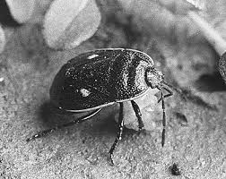 Attēlu rezultāti vaicājumam “Adomerus biguttatus”