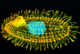 Futurity.org – Shelly Leachman- - tetrahymena_525