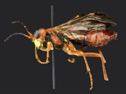 Attēlu rezultāti vaicājumam “Tenthredo mandibularis”