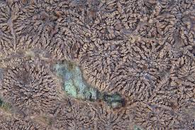 Attēlu rezultāti vaicājumam “Phlebia radiata”