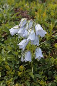Image result for Campanula lingulata