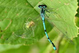 Attēlu rezultāti vaicājumam “Coenagrion puella male”