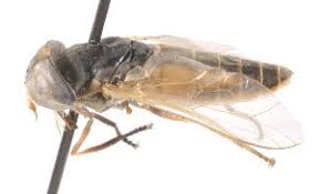 Attēlu rezultāti vaicājumam “Atylotus sp.”