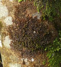 Attēlu rezultāti vaicājumam “Frullania dilatata”