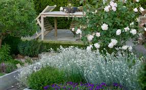 Attēlu rezultāti vaicājumam “Cerastium tomentosum flower”